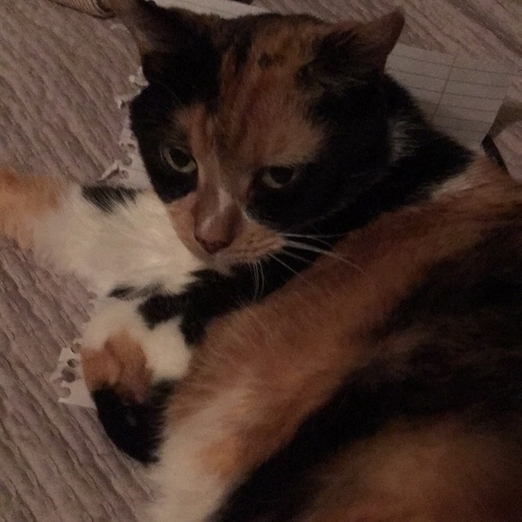 Meet your Posher, Dennis - Picture 1 of 1